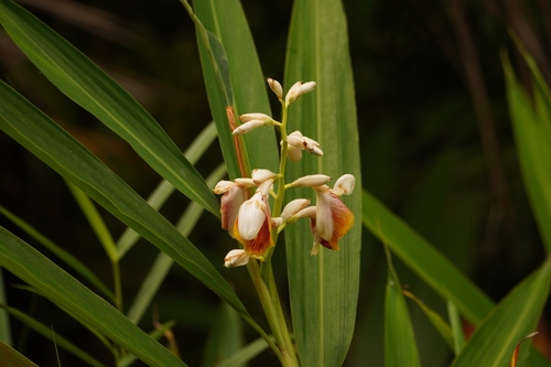 Small shell ginger (Alpinia mutica)