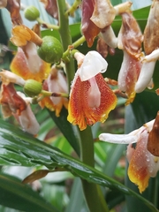 Small shell ginger (Alpinia mutica)