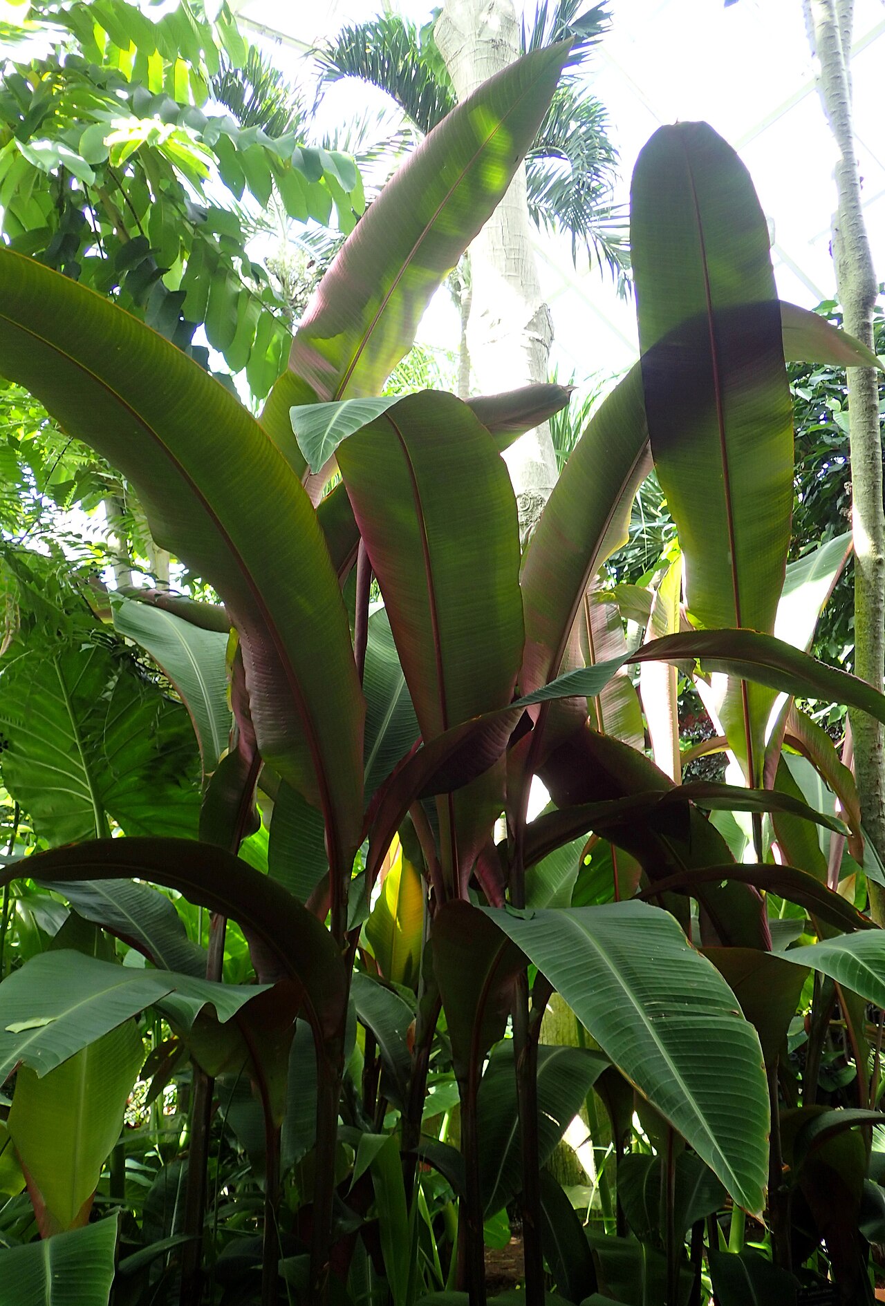 Small shell ginger: Alpinia mutica in Boltz Conservatory, Madison, Wi
