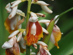 Small shell ginger (Alpinia mutica)