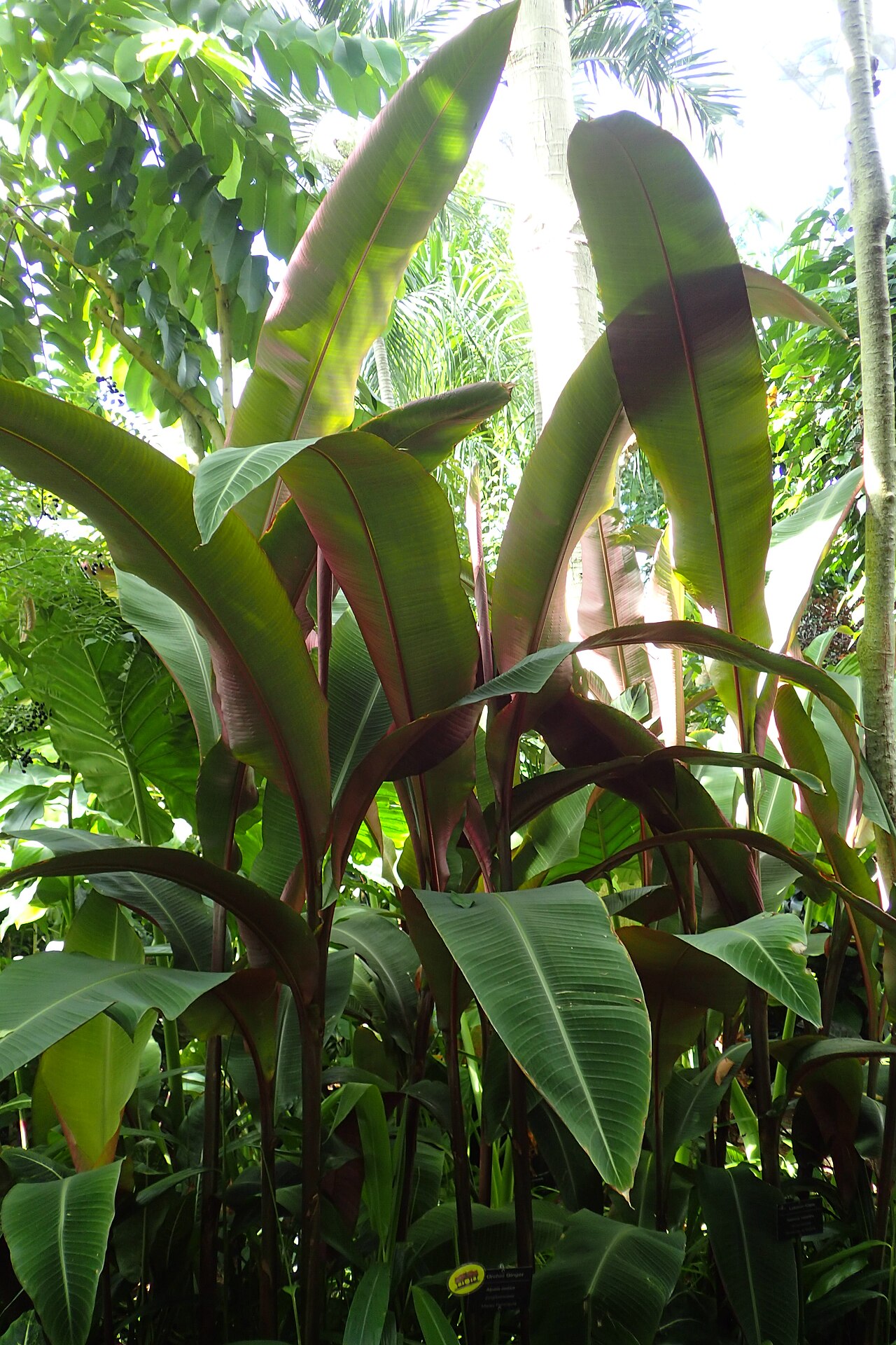 Small shell ginger: Alpinia mutica in Boltz Conservatory, Madison, Wi
