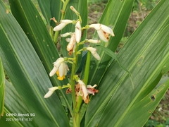 Small shell ginger (Alpinia mutica)