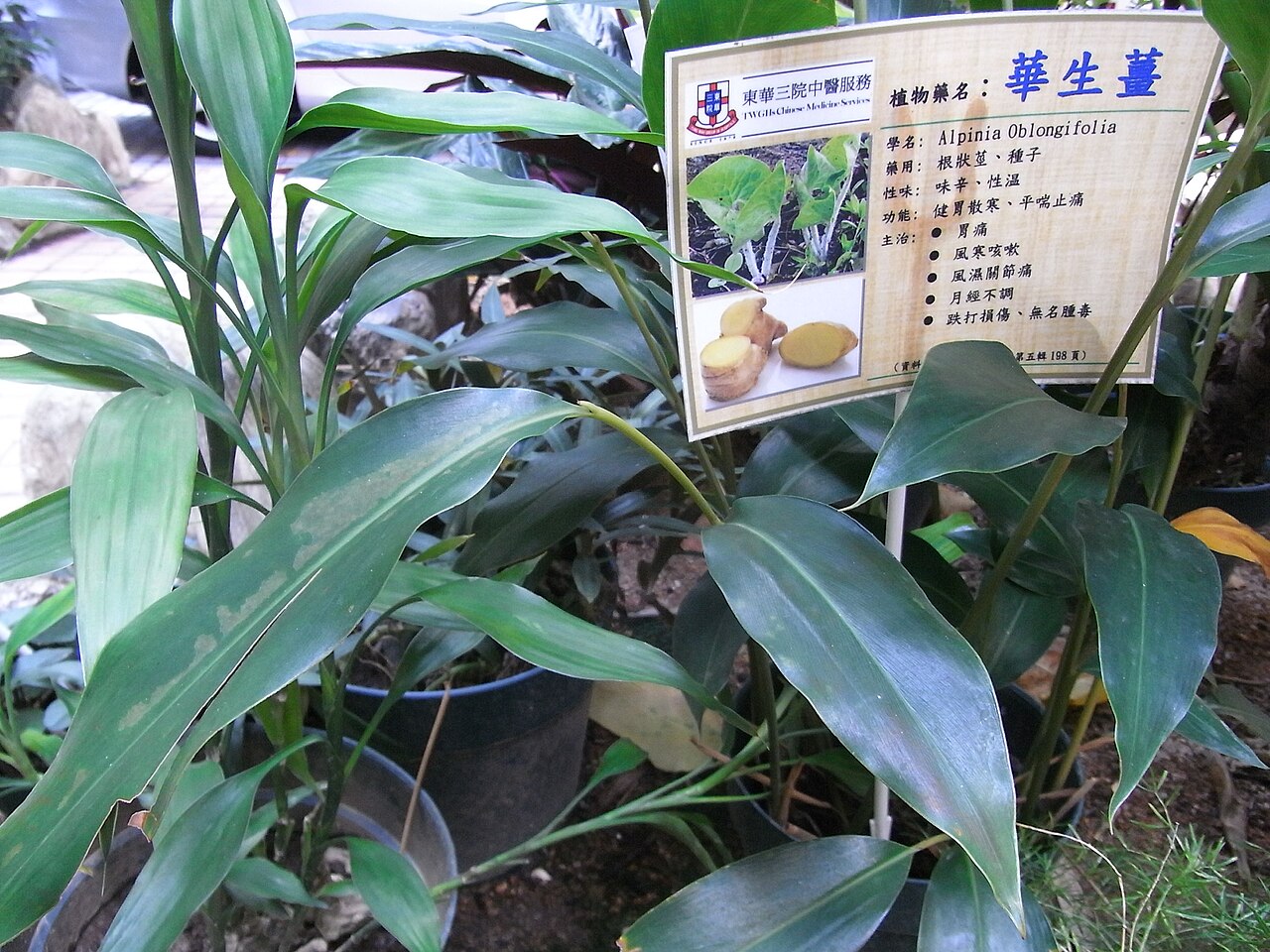 Alpinia oblongifolia: zh:上環 zh:普仁街 東華醫院 中藥花園, Tung Wah Hospital, Po Yan Street, Sheung Wan, Hong Kong