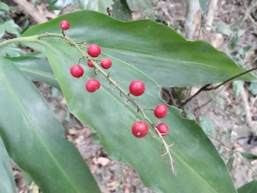 Alpinia oblongifolia (Alpinia oblongifolia)