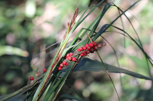 Alpinia oblongifolia (Alpinia oblongifolia)
