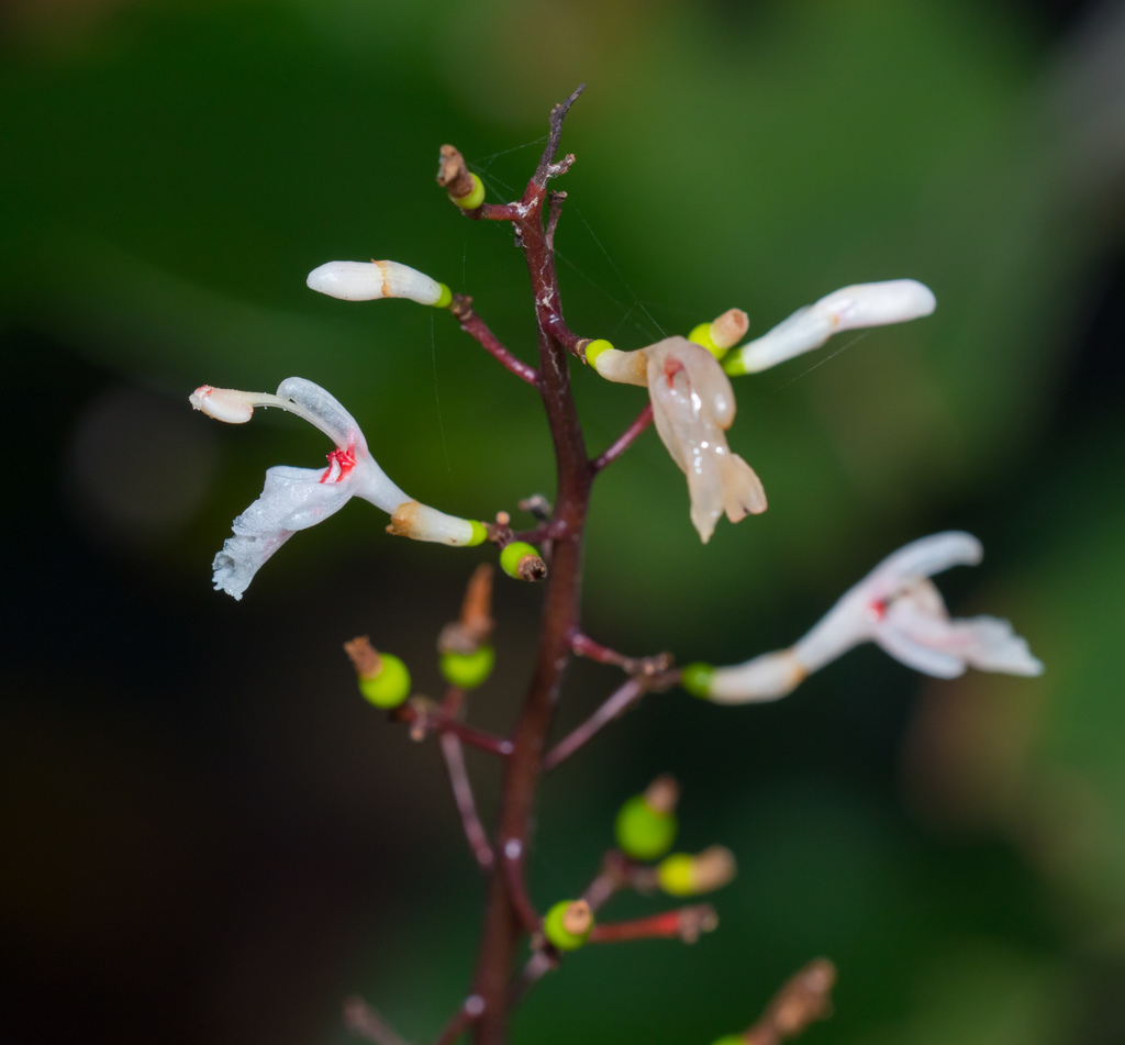 Alpinia oblongifolia (Alpinia oblongifolia)