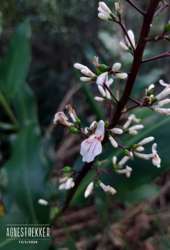 Alpinia oblongifolia (Alpinia oblongifolia)