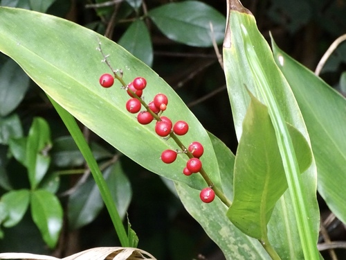 Alpinia oblongifolia (Alpinia oblongifolia)