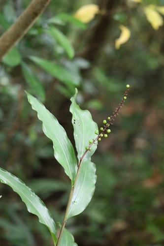 Alpinia oblongifolia (Alpinia oblongifolia)