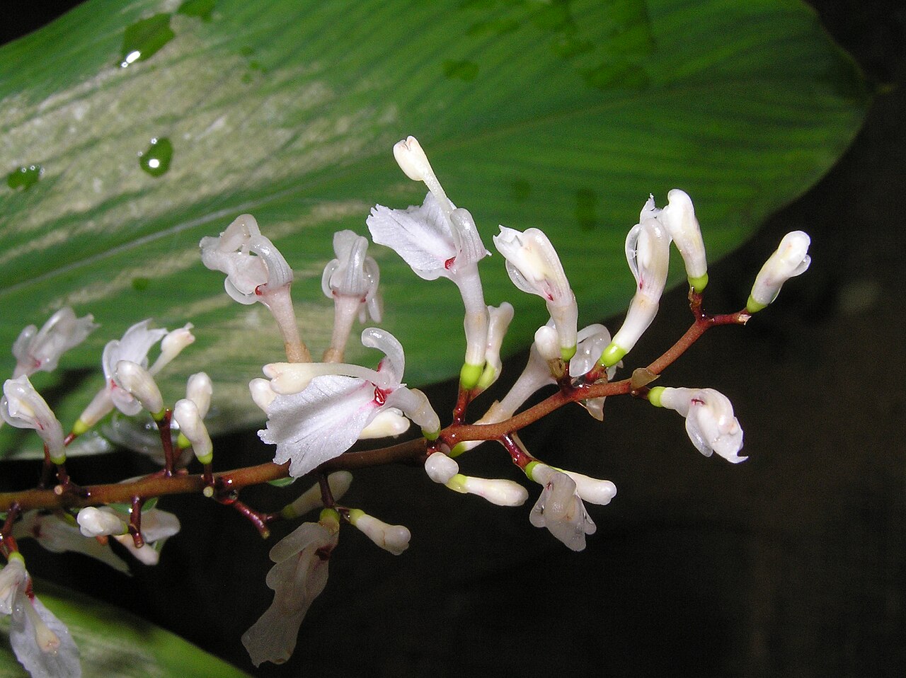 Alpinia oblongifolia: 中草藥-廉薑