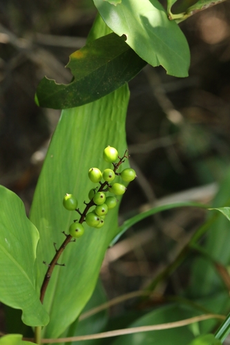 Alpinia oblongifolia (Alpinia oblongifolia)