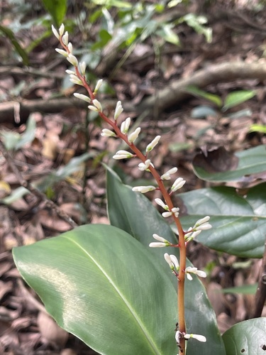 Alpinia oblongifolia (Alpinia oblongifolia)