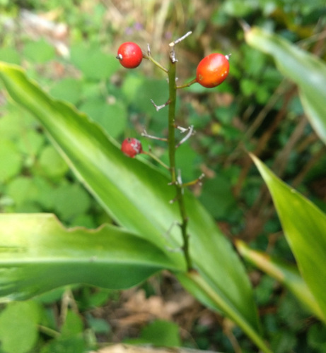 Alpinia oblongifolia (Alpinia oblongifolia)