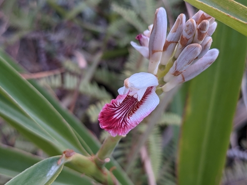 Lesser galangal (Alpinia officinarum)