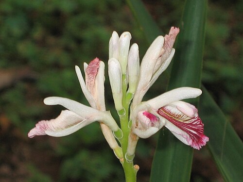 Lesser galangal: 高良薑 Alpinia officinarum [香港動植物公園 Hong Kong Botanical Garden]