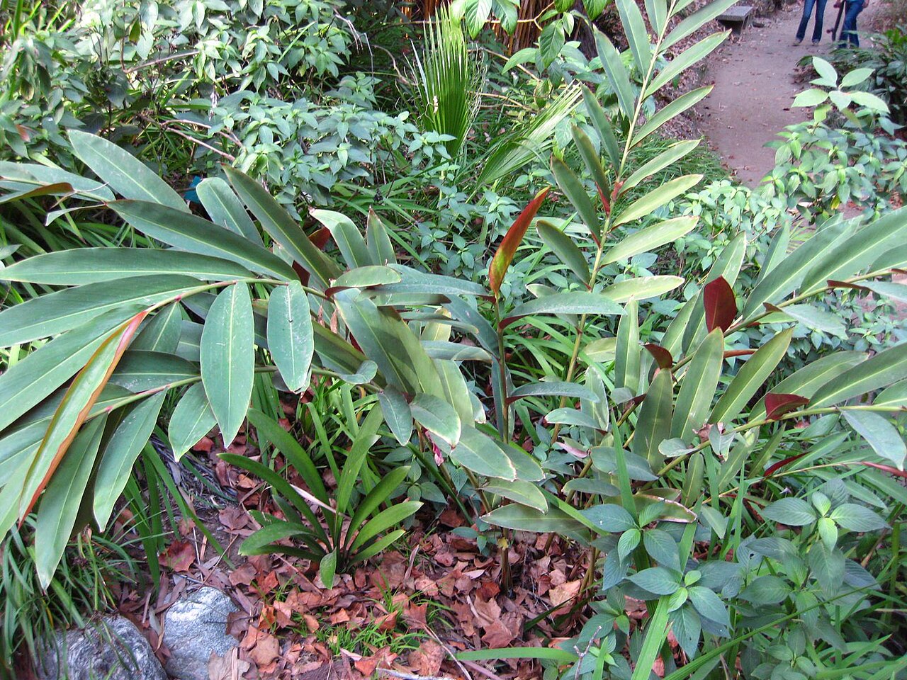 Alpinia pricei: This photo is from Gardenology.org and is available under CC-BY-SA 3.0 license. If you use it, please include attribution to Gardenology.org, with a link if the