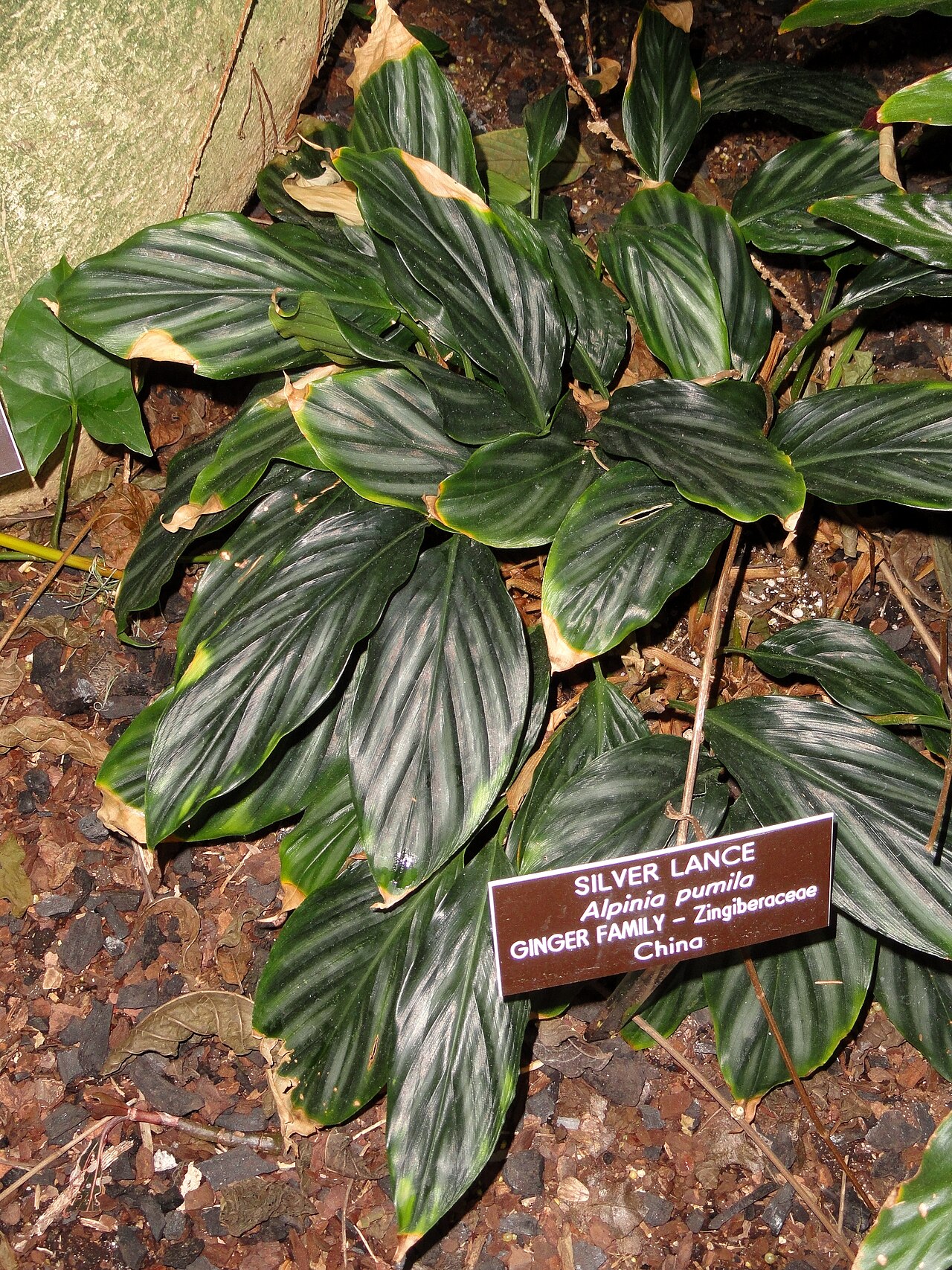 Alpinia pumila: Botanical specimen in the United States Botanic Garden, Washington, DC, USA.