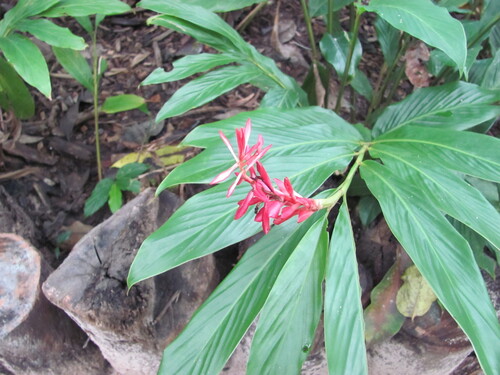 Red ginger (Alpinia purpurata)