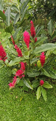 Red ginger (Alpinia purpurata)