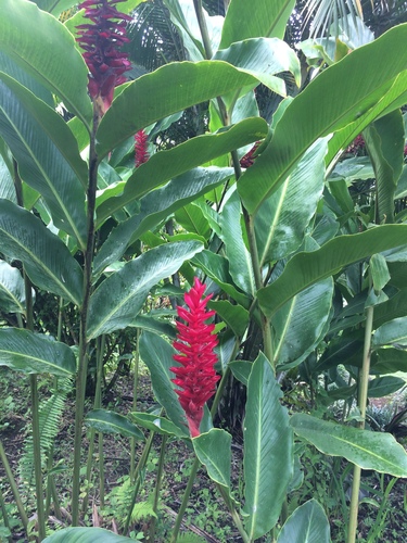 Red ginger (Alpinia purpurata)