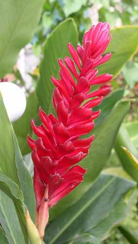 Red ginger (Alpinia purpurata)