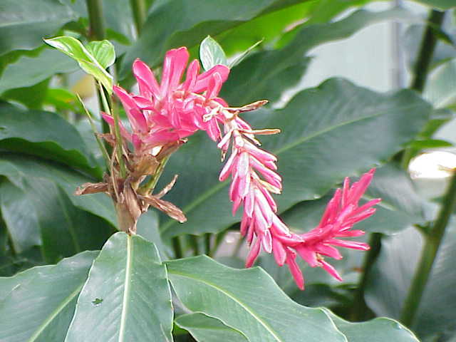 Red ginger: Species : Alpina purpurata purpurata Family : Zingiberaceae Image No. 3