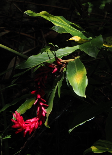 Red ginger (Alpinia purpurata)