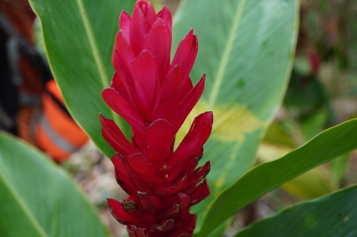 Red ginger (Alpinia purpurata)