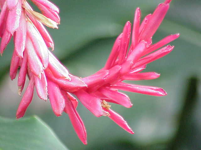 Red ginger: Species : Alpina purpurata purpurata Family : Zingiberaceae Image No. 2