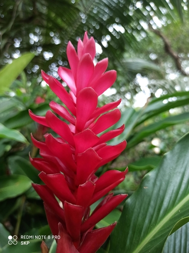 Red ginger (Alpinia purpurata)