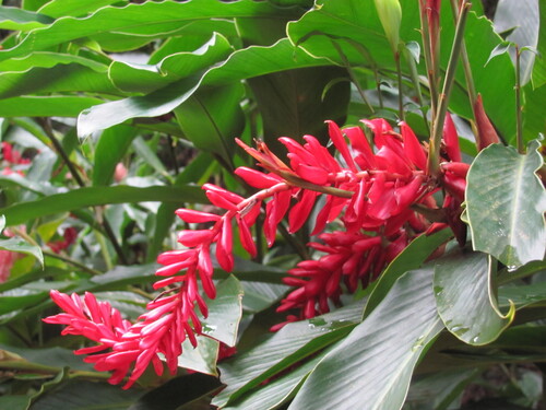 Red ginger (Alpinia purpurata)