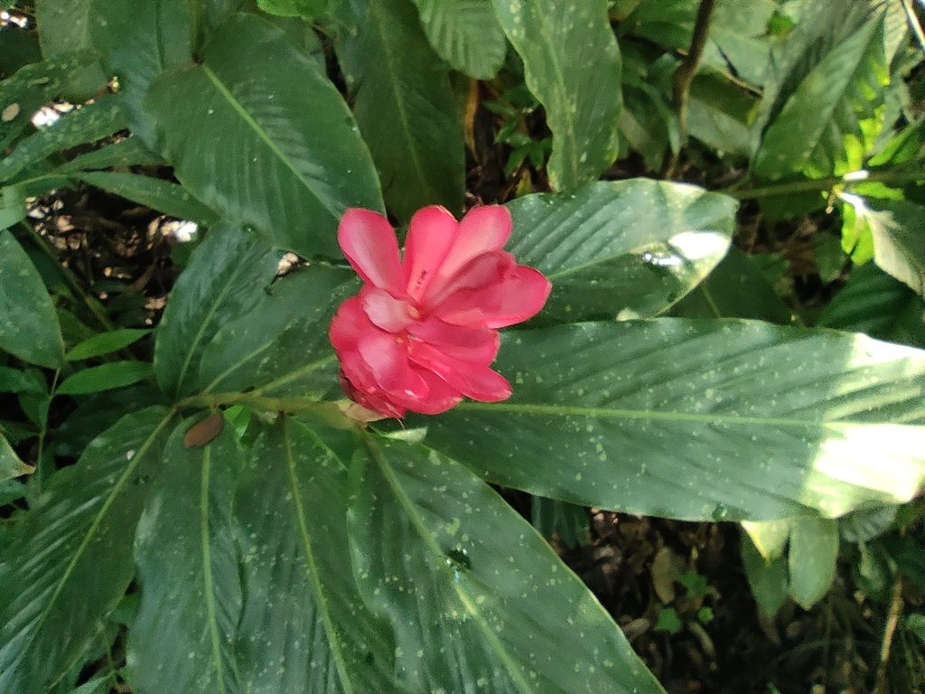Red ginger (Alpinia purpurata)