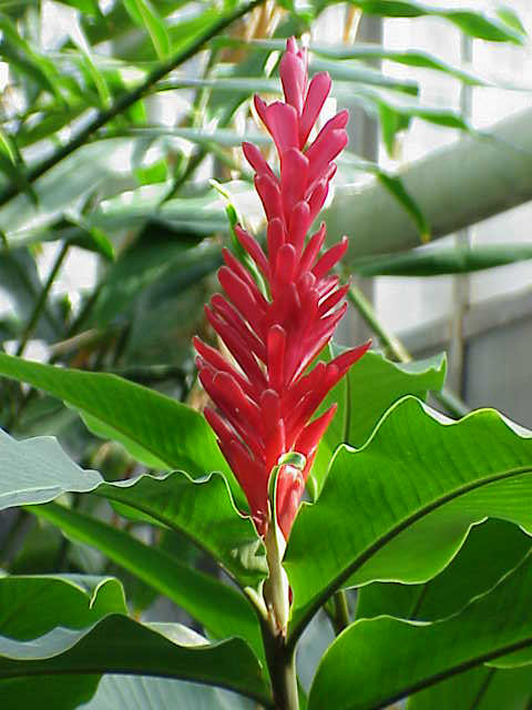 Red ginger: Species : Alpina purpurata purpurata Family : Zingiberaceae Image No. 1