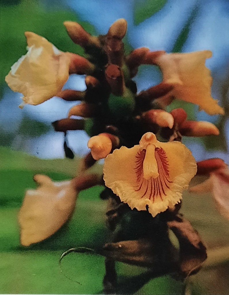 Alpinia rafflesiana (Alpinia rafflesiana)