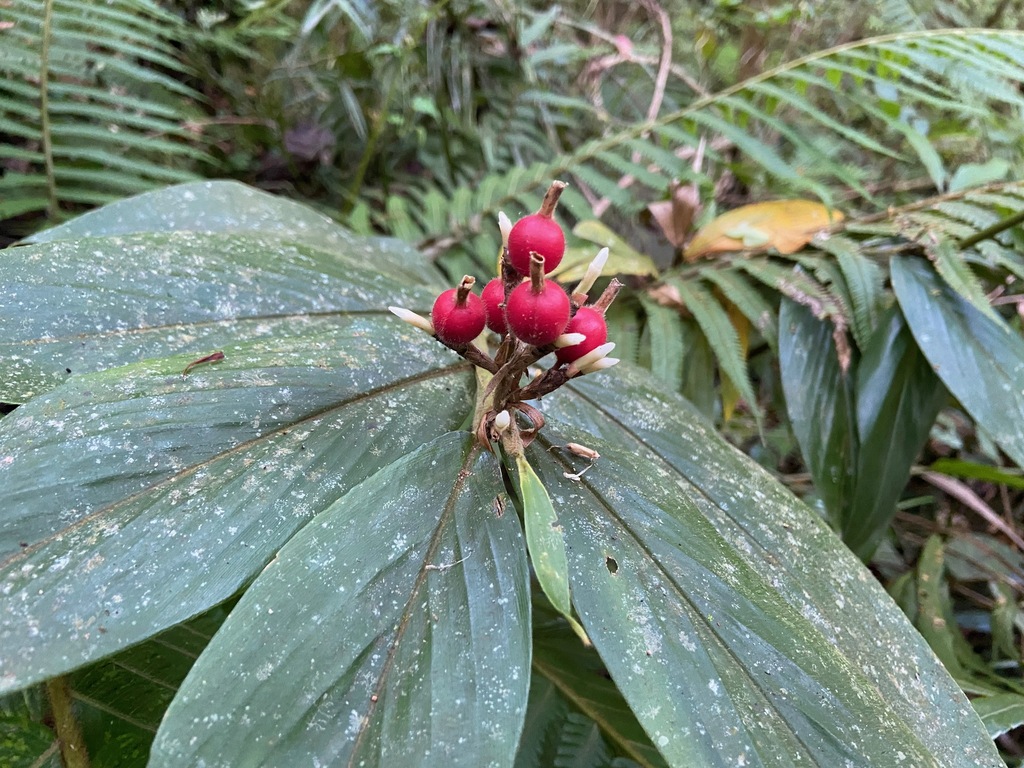 Alpinia rufa (Alpinia rufa)