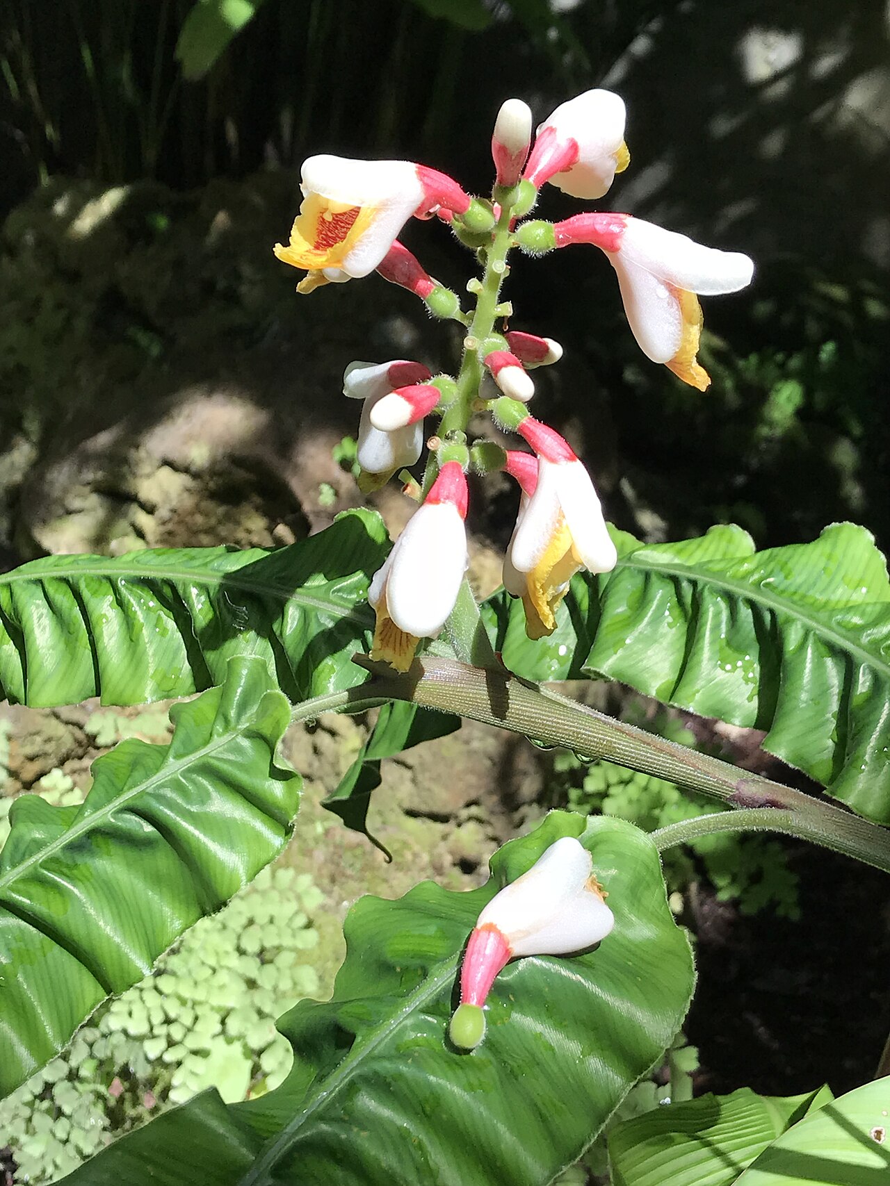 Alpinia rugosa: Alpinia rugosa in the Fairchild Tropical Botanic Garden, Coral Gables, FL, USA