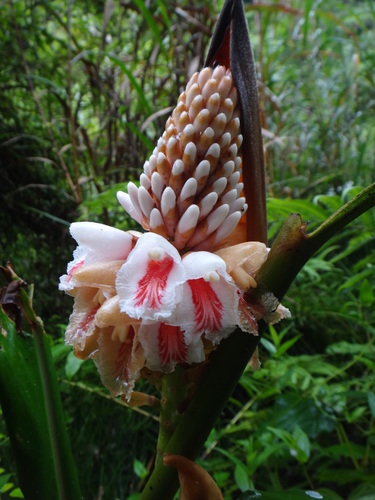 Alpinia shimadae (Alpinia shimadae)