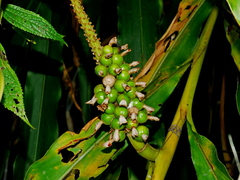Alpinia shimadae (Alpinia shimadae)