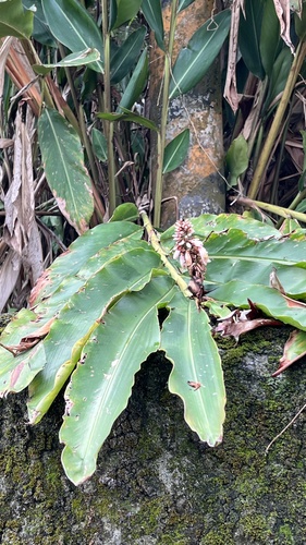 Alpinia shimadae (Alpinia shimadae)