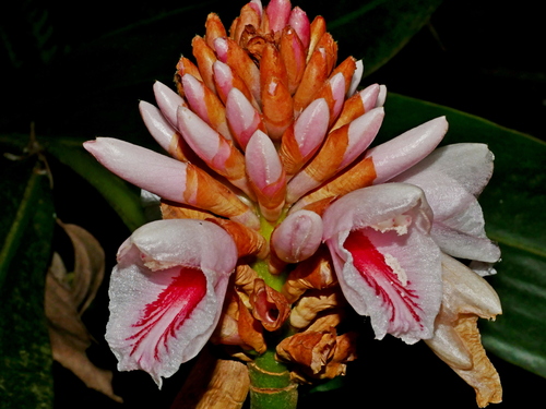 Alpinia shimadae (Alpinia shimadae)
