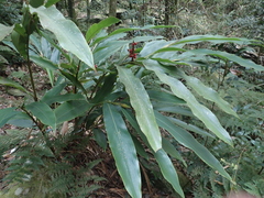Alpinia shimadae (Alpinia shimadae)