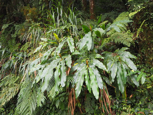 Alpinia shimadae (Alpinia shimadae)