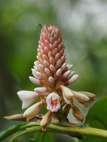 Alpinia shimadae (Alpinia shimadae)