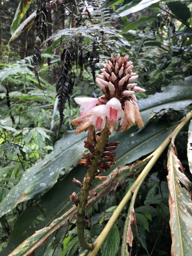 Alpinia shimadae (Alpinia shimadae)