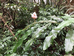 Alpinia shimadae (Alpinia shimadae)