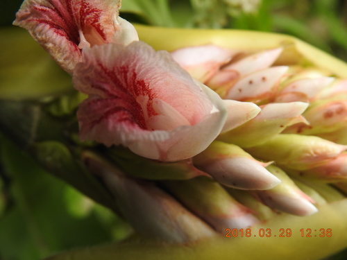 Alpinia shimadae (Alpinia shimadae)