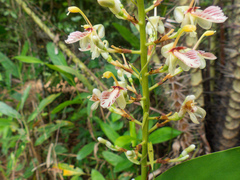 Alpinia siamensis (Alpinia siamensis)