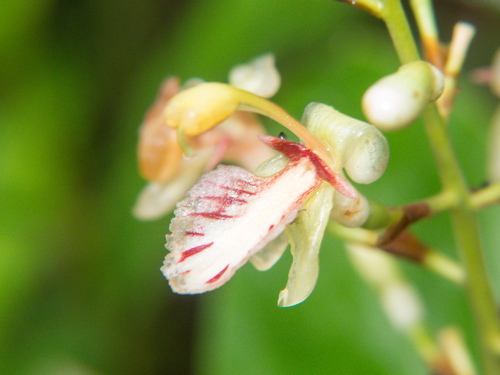 Alpinia siamensis (Alpinia siamensis)