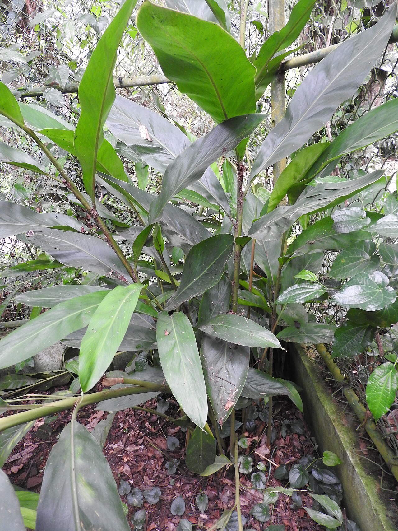 Alpinia smithiae: Zingiberaceae-rhizomatous plant,endangered.