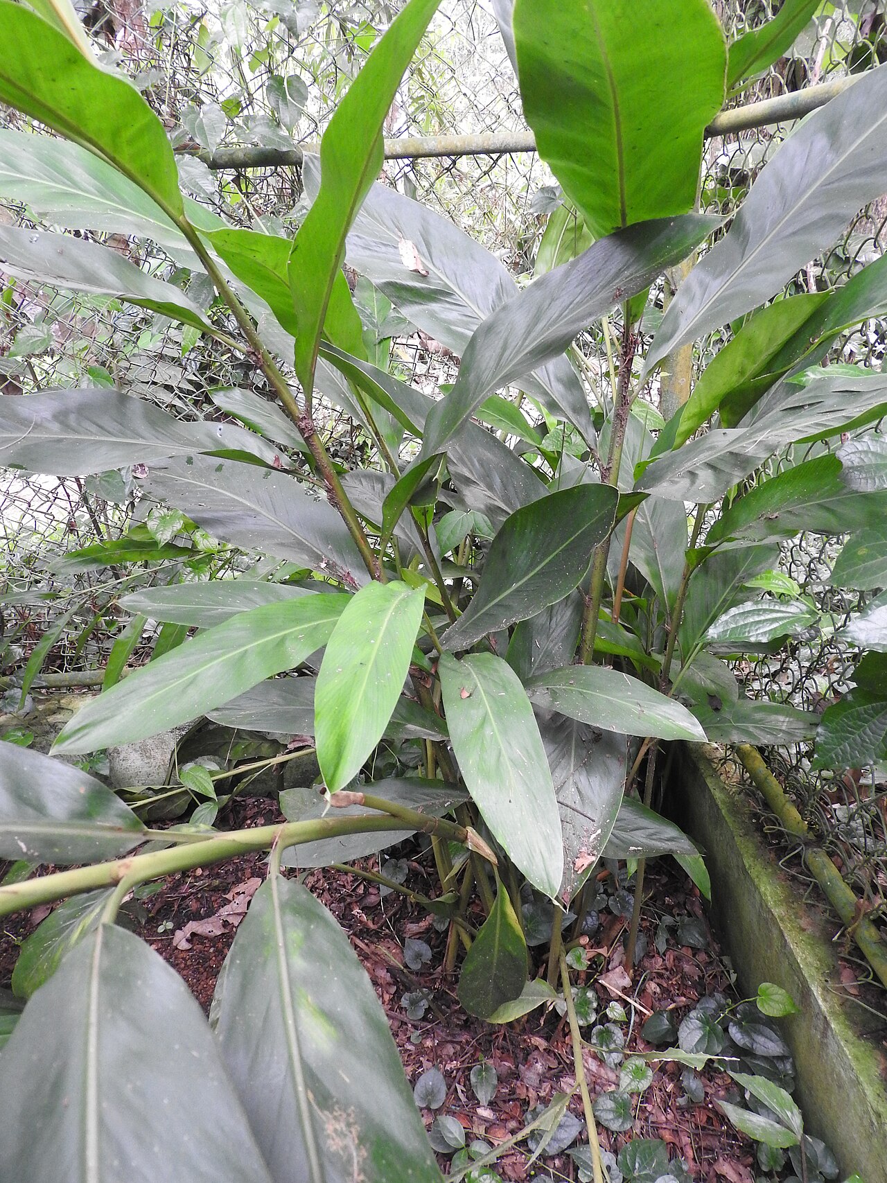 Alpinia smithiae: Zingiberaceae-rhizomatous plant,endangered.